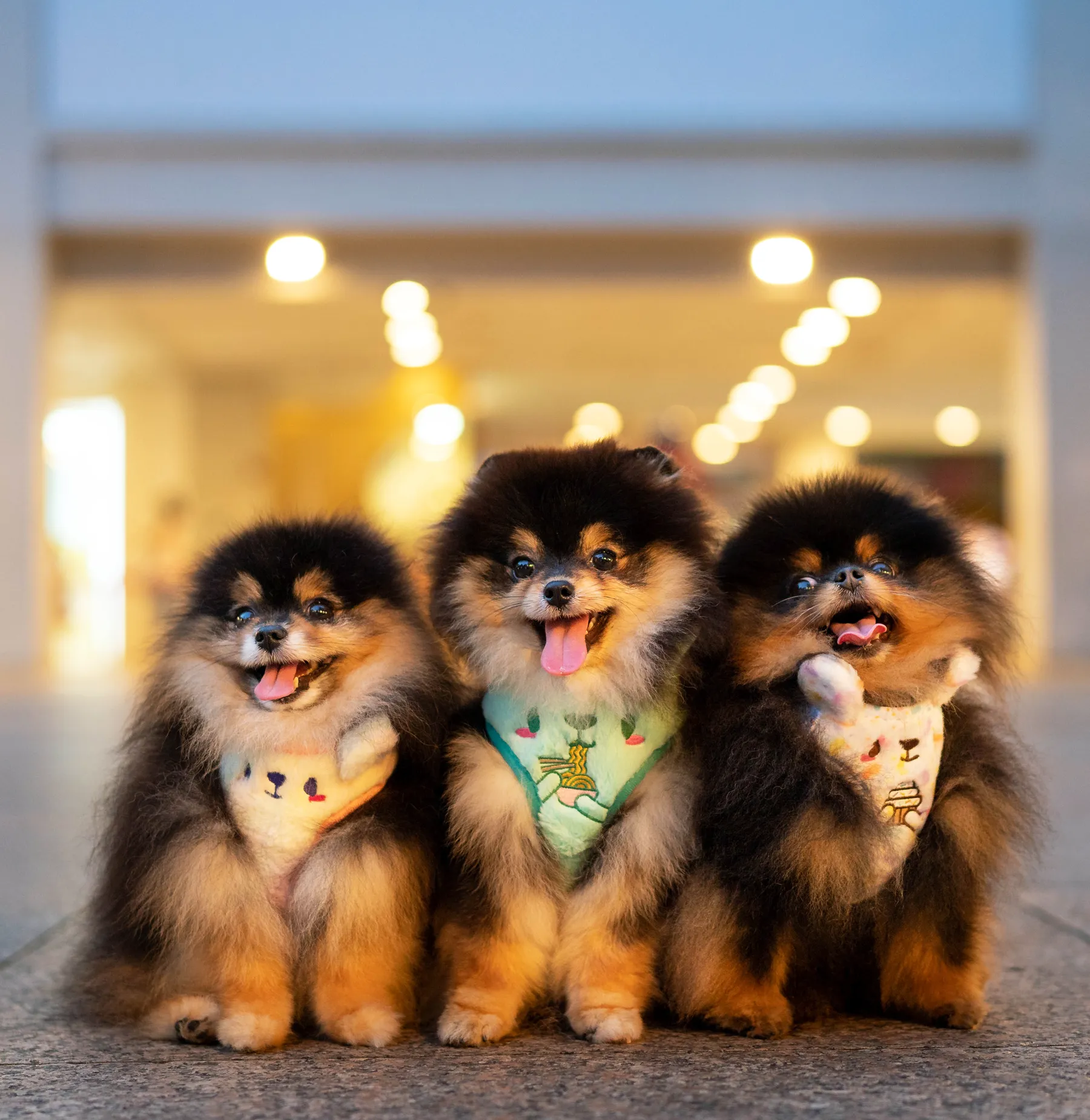 Kappukeki-kuma adjustable harness •ᴥ• ふわふわクマ ✦EXTREMELY RARE✦ FINAL RESTOCK