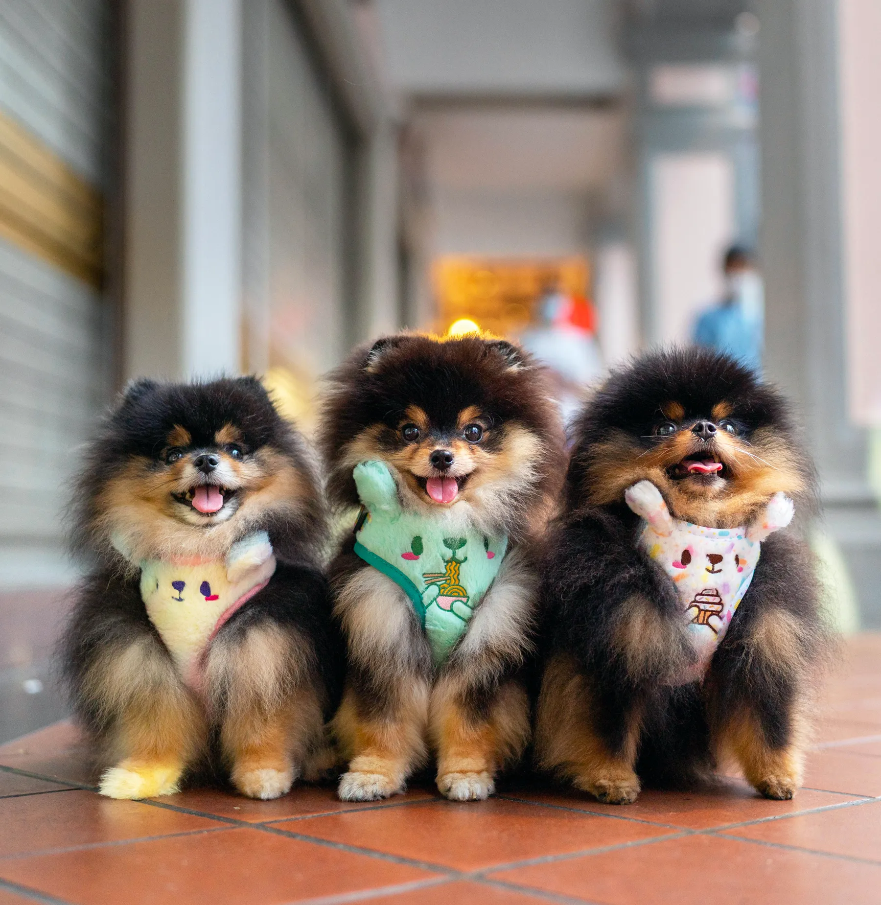 Kappukeki-kuma adjustable harness •ᴥ• ふわふわクマ ✦EXTREMELY RARE✦ FINAL RESTOCK
